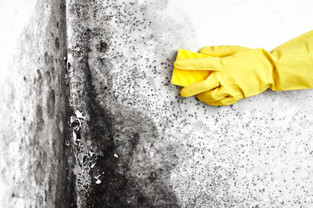 Best Commercial Mold Removal  in Circle D Kc Estates, TX