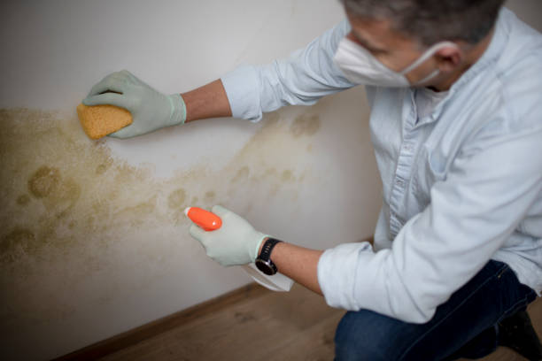 Best Emergency Mold Removal  in Circle D Kc Estates, TX