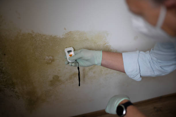Best Professional Mold Removal  in Circle D Kc Estates, TX