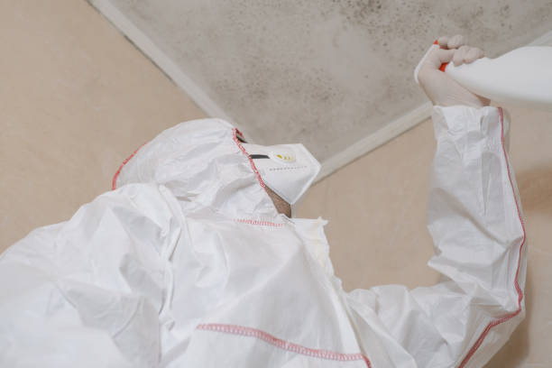 Professional Mold Removal in Circle D Kc Estates, TX