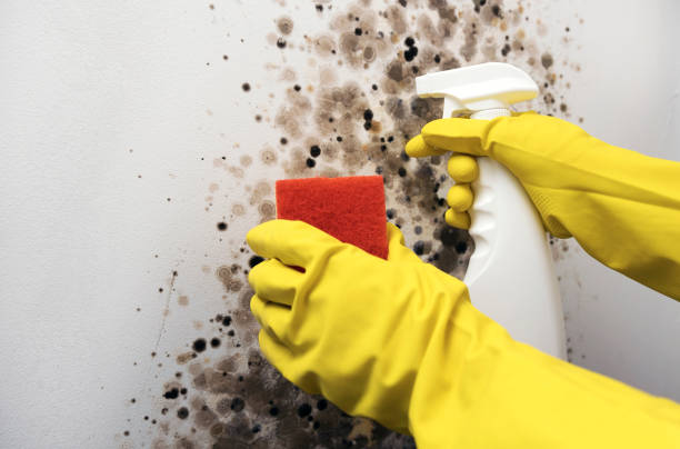 Best Attic Mold Removal  in Circle D Kc Estates, TX