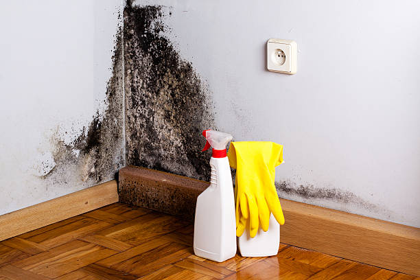 Mold Removal and Inspection in Circle D Kc Estates, TX